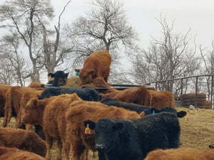 Cattle can be funny and irritating at times