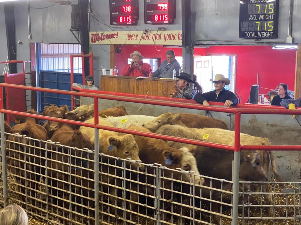 Geary Oklahoma Live Stock Auction North Canadian Red Angus