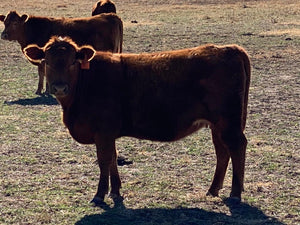 Red Angus Pharo Genetics