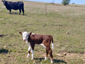 Growing grass for the cattle.