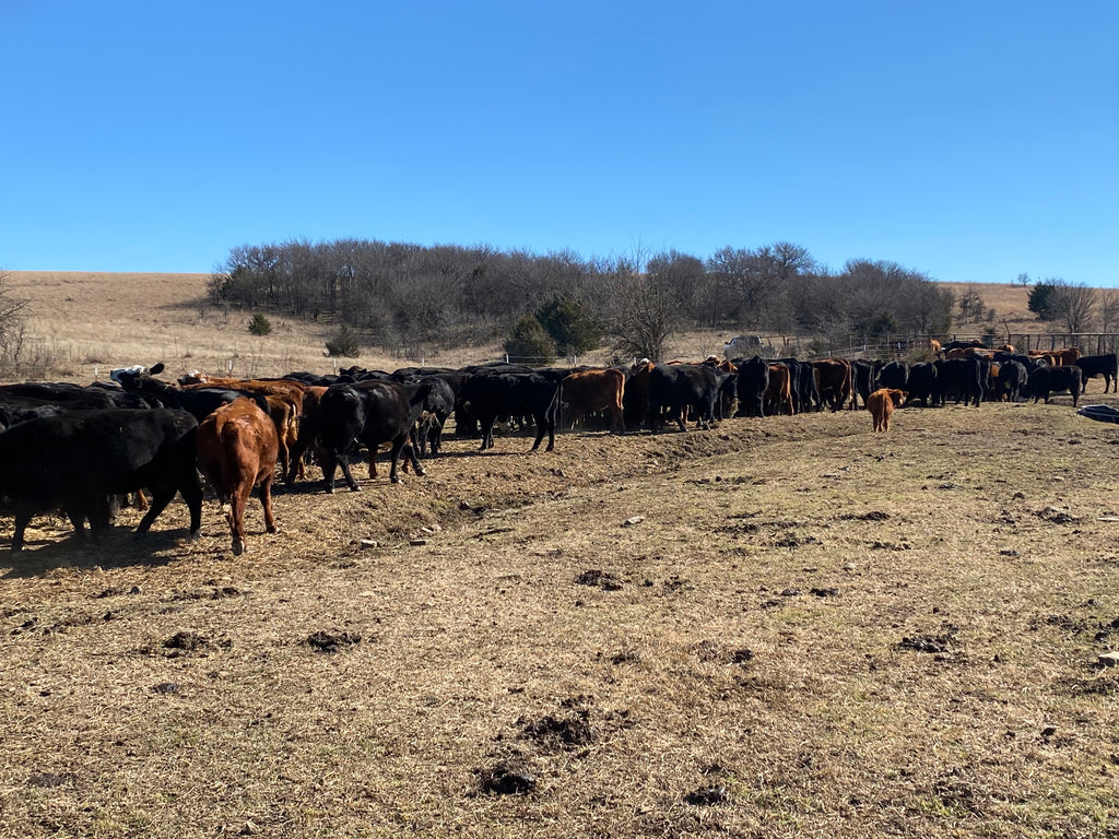 Stringtown cattle