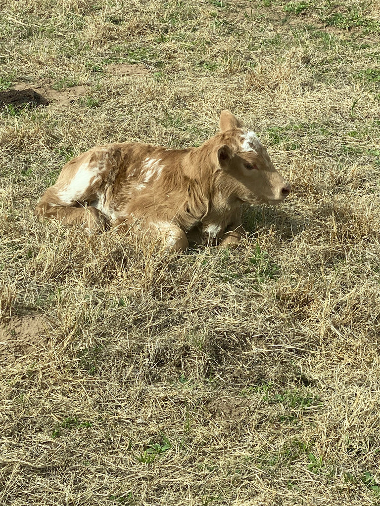 Baby calves everywhere