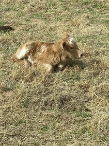 Baby calves everywhere