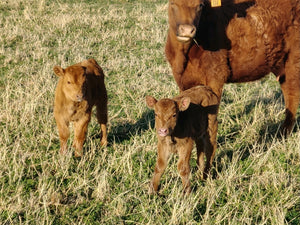 Calving season is underway.