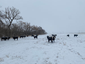 Preparing the next set of heifers for breeding